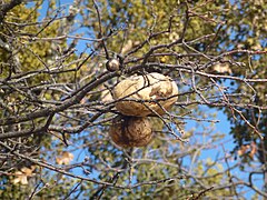 Oak galls on Roxy Ann Peak