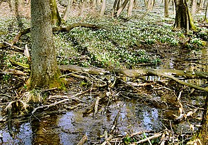 Nature reserve Śnieżycowy Jar, Poland