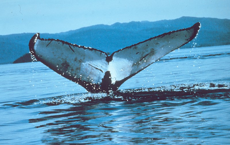 File:W Humpbackwhale00.jpg