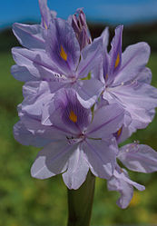 Fleur de jacinthe d'eau Eichhornia crassipes.