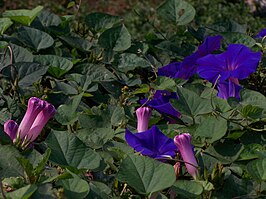 Ipomoea indica