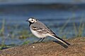 Motacilla alba