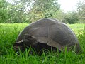 Galapagos tortoise