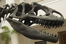 Череп Allosaurus fragilis, Музей природознавства Сан-Дієго