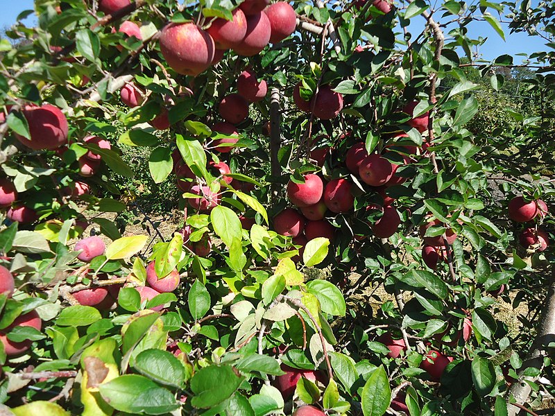 File:Apples at Hillview Farms in New Jersey October 2016 3.jpg