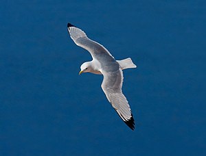 Triituankub (Rissa tridactyla) VU - vulnerable (uun gefoor)