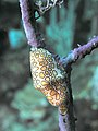 Flamingo Tongue snail Cyphoma gibbosum on a Sea Fan