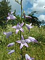 Campanula rapunculus