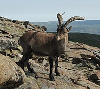 Sierra de Gredos