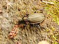 Carabus cancellatus