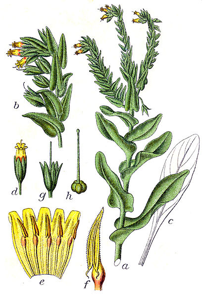 File:Cerinthe glabra Sturm12.jpg