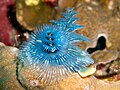 Christmas Tree worm in Thailand
