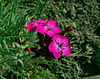 Dianthus carthusianorum