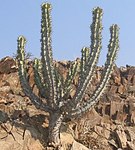 Euphorbia virosa