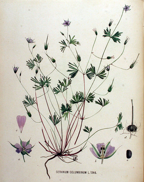 File:Geranium columbinum — Flora Batava — Volume v16.jpg