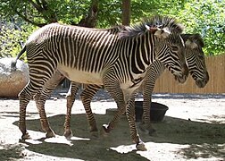 Grevy's zebras