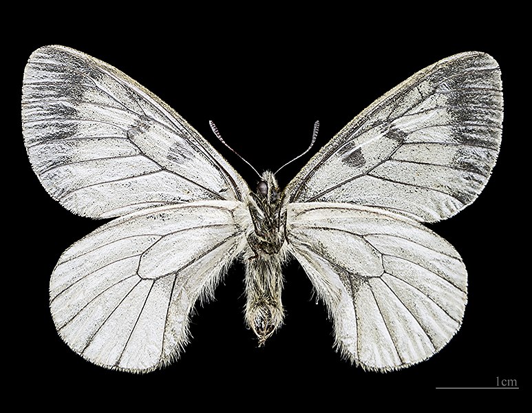 File:Parnassius mnemosyne MHNT CUT 2013 3 5 Le Mont Dore Male ventre.jpg