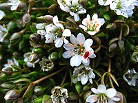 Stellaria humifusa