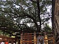 The Maha Bodhi tree, Bodh Gaya