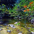 Creek Flowing Into Pond