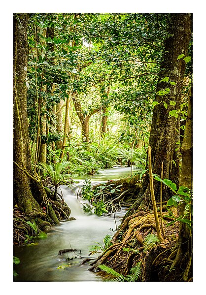 File:New Caledonia Forest Long Exposure (65502063).jpeg