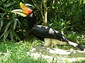 Rhinoceros hornbill