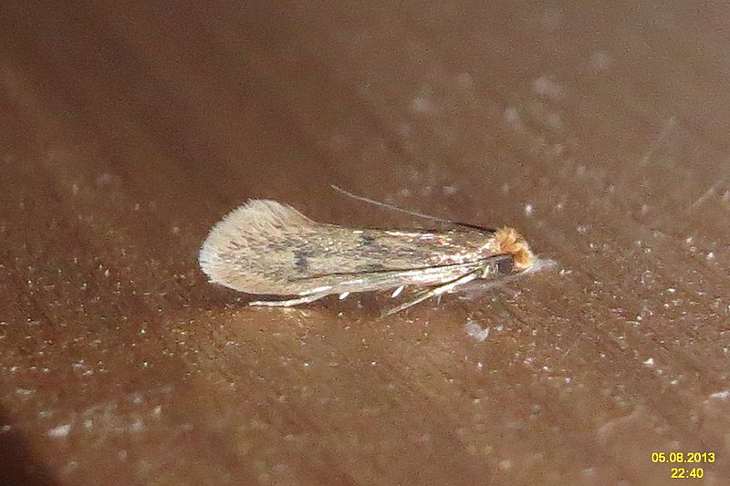 File:Case-bearing clothes moth (NH266) (10855178435).jpg