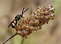 Chalcidoidea (Chalcis myrifex)