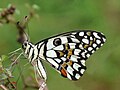 Papilio demoleus, side view