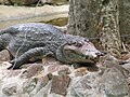 Crocodiles at Bannerghatta National Park