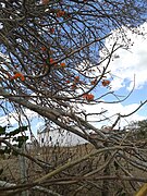 Erythrina velutina.105241.jpg