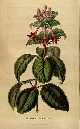 Fuchsia nigricans