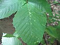 Leaf -- Hollis, New Hampshire