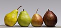 Image 4Group photo of four pears