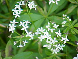 Galium odoratum