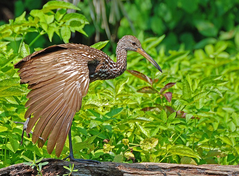 File:Limpkin-2.jpg