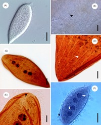 Protoopalina pingi