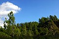 Pinus brutia, foothills of Troodos Mountains