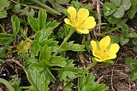 Potentilla brauneana