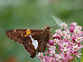 Silver-spotted Skipper (Epargyreus clarus) feeding