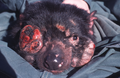 February 3: A Tasmanian devil with Devil facial tumour disease.