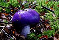 Cortinarius porphyroideus