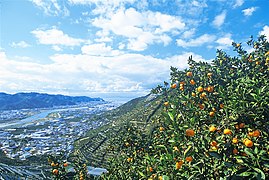 looking down past the branches of mandarins fruiting on walled terraces, along extremely steep hillsides falling away to the floodplain of an estuary which flows into the page and to the right, where the sea can just be seen; the seaward floodplain is heavily urbanized, but the city is small, and the nearby floodplain has significant greenspace. On the far side of the valley, less-steep uncultivated north-facing hillsides rise.