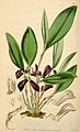 Zootrophion atropurpureum (as syn. Masdevallia fenestrata) plate 4164 in: Curtis's Bot. Magazine (Orchidaceae), vol. 71, (1845)