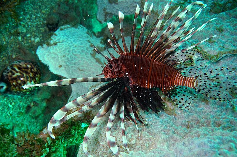 File:07-EastTimor-Advanced Dive-05 05 (Lion Fish)-APiazza.JPG