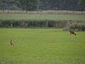 Feldhasen und Rehwild im NSG Latumer Bruch