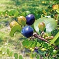 Mature and immature fruits