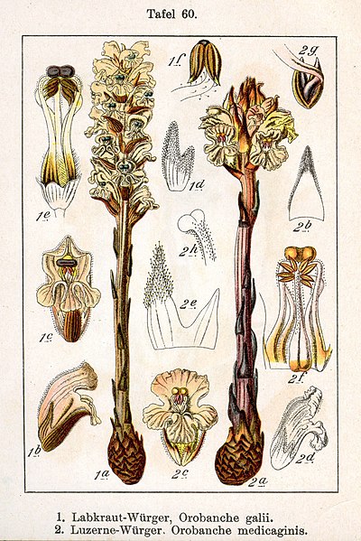 File:Orobanche spp Sturm60.jpg