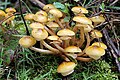 Armillaria mellea variété couleur de miel (RR).