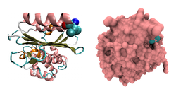 β-Lactamasen